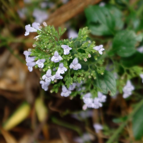 Calamintha nepeta subsp. nepeta
